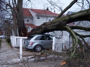 Tree Down On House