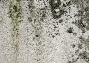 mold on ceiling