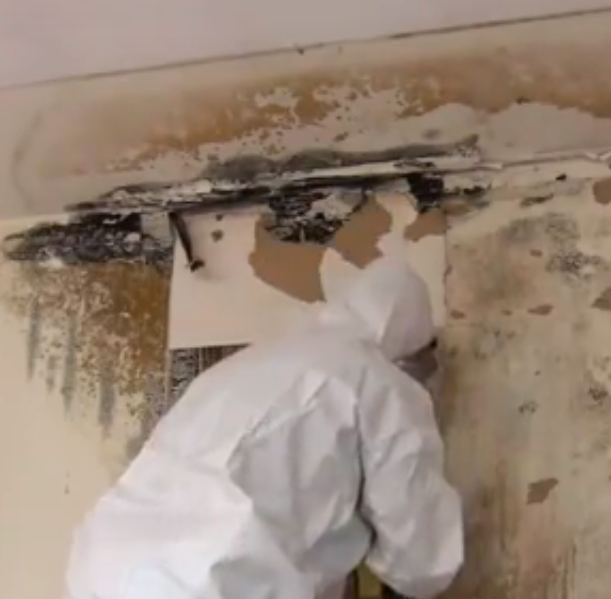 mold damage restoration san francisco